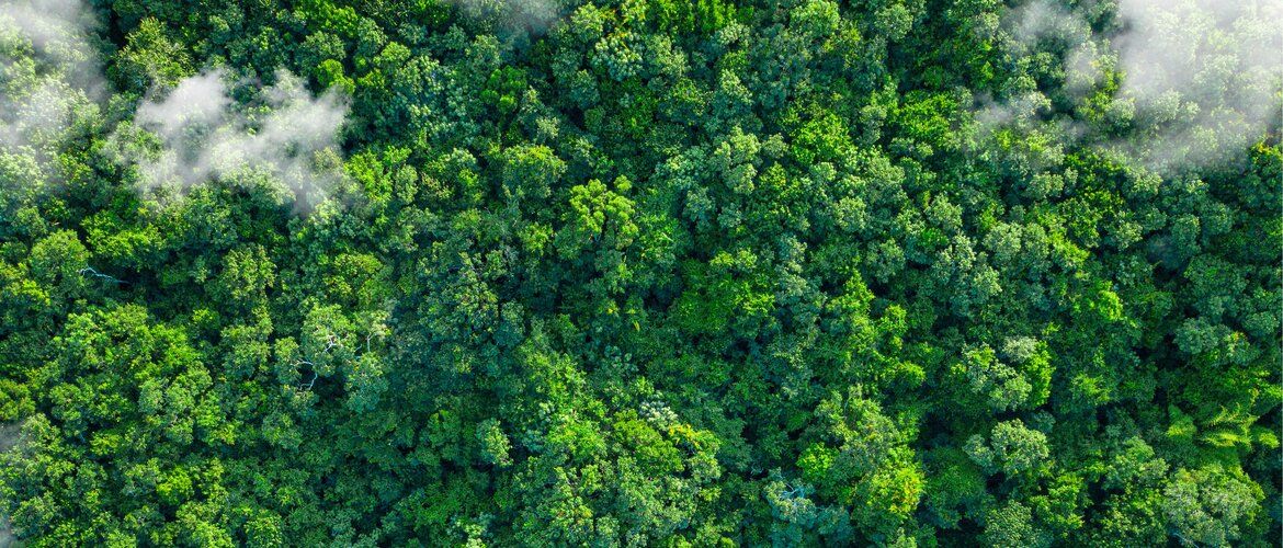 La necesidad de ejercer la debida diligencia en materia de derechos humanos al talar bosques